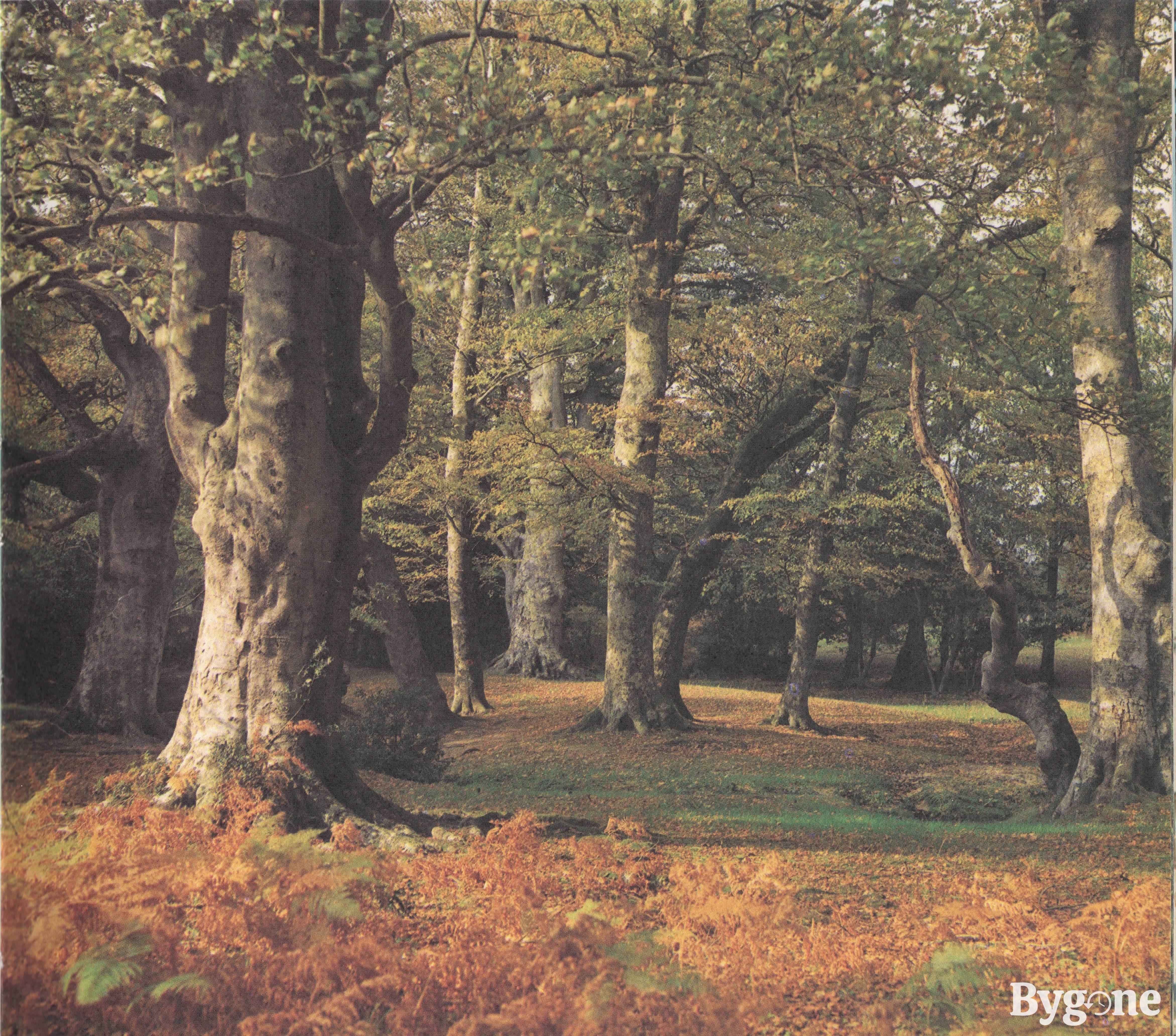 Autumn in the New Forest