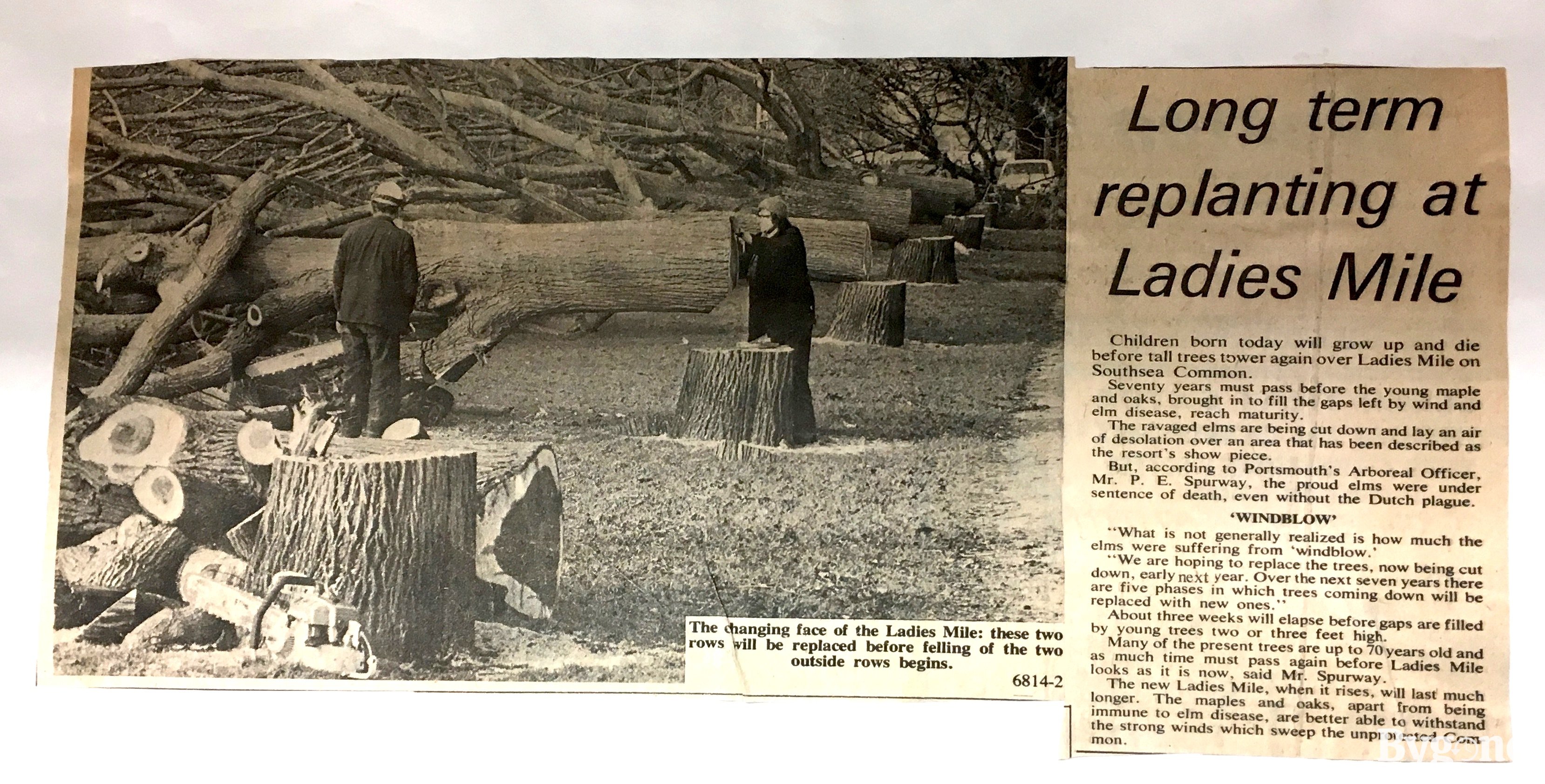 Tree Felling At Ladies Mile - 1974