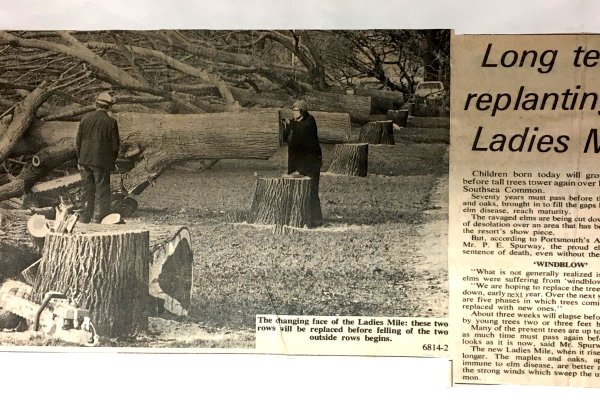 Tree Felling At Ladies Mile - 1974